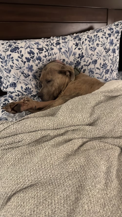 BRUCE - American Pit Bull Terrier / American Staffordshire Terrier available for adoption