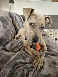 Bruce - Photo 12
