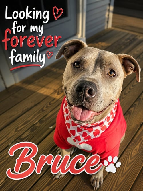 BRUCE - American Pit Bull Terrier / American Staffordshire Terrier available for adoption