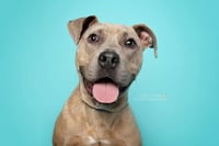 Bruce - Photo 8