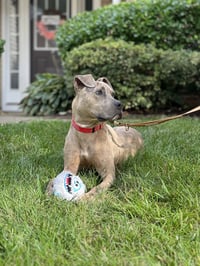 Bruce - Photo 22