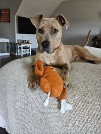 Bruce - Photo 16