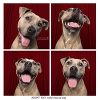 Bruce - Photo 14