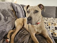 Bruce - Photo 15