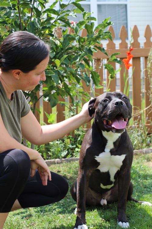 JOSH - American Pit Bull Terrier / American Staffordshire Terrier available for adoption