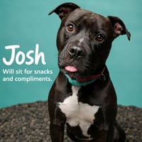 Josh - Photo 1