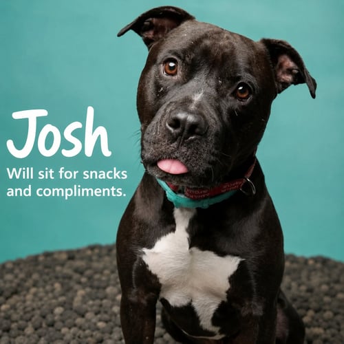 JOSH - American Pit Bull Terrier / American Staffordshire Terrier available for adoption