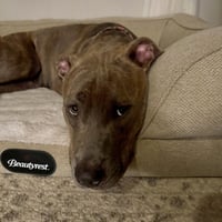 Cinnamon - Photo 4