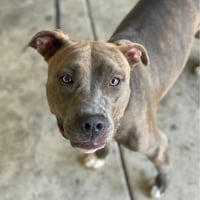 Cinnamon - Photo 3