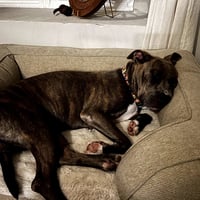 Cinnamon - Photo 5
