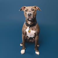 Cinnamon - Photo 1