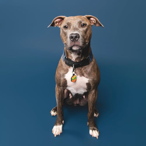 CINNAMON - American Pit Bull Terrier / American Staffordshire Terrier available for adoption