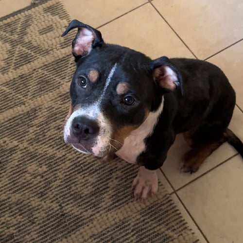BUFFY - American Bulldog / American Staffordshire Terrier available for adoption