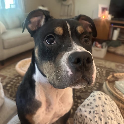 BUFFY - American Bulldog / American Staffordshire Terrier available for adoption