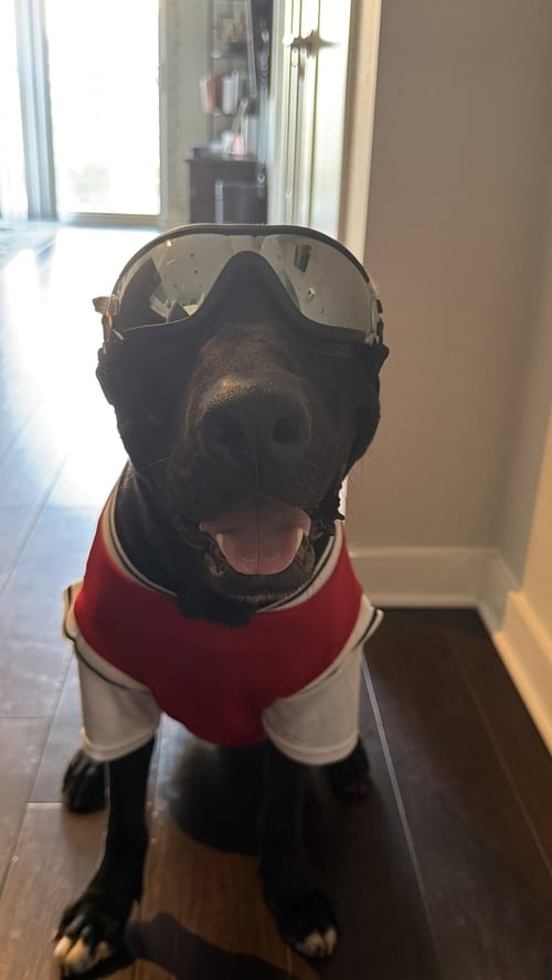 VALOR - American Pit Bull Terrier / American Staffordshire Terrier available for adoption