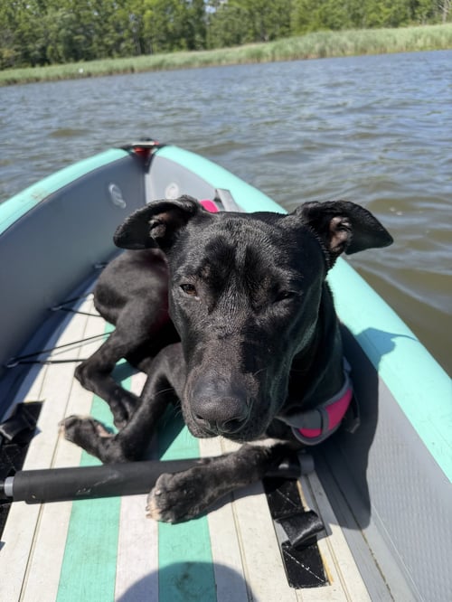 VALOR - American Pit Bull Terrier / American Staffordshire Terrier available for adoption
