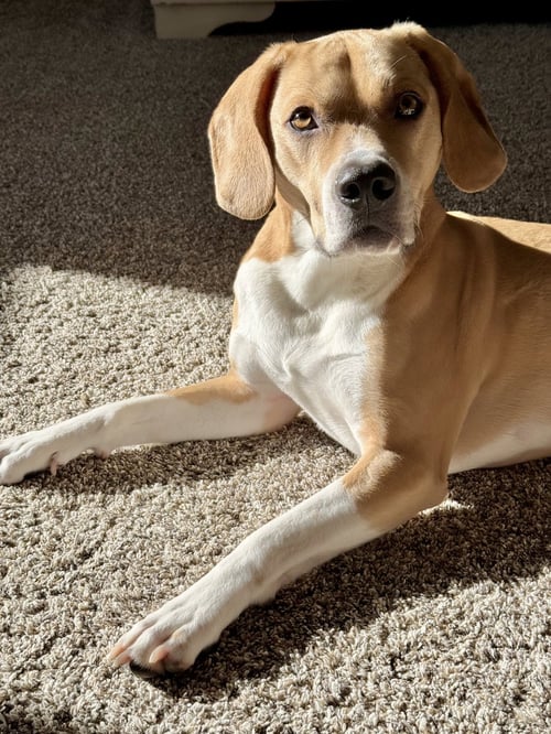 ARLO - Beagle / American Pit Bull Terrier available for adoption