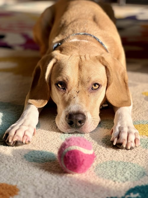 ARLO - Beagle / American Pit Bull Terrier available for adoption