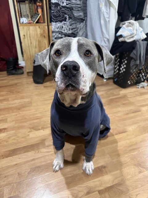 SPARKY - American Staffordshire Terrier / American Pit Bull Terrier available for adoption