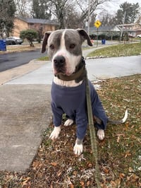 Sparky - Photo 2