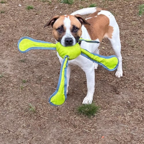 MARCELLE - American Pit Bull Terrier / American Staffordshire Terrier available for adoption