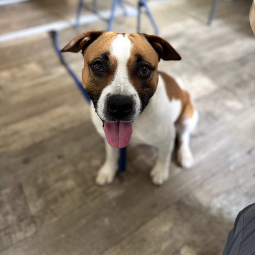 MARCELLE - American Pit Bull Terrier / American Staffordshire Terrier available for adoption