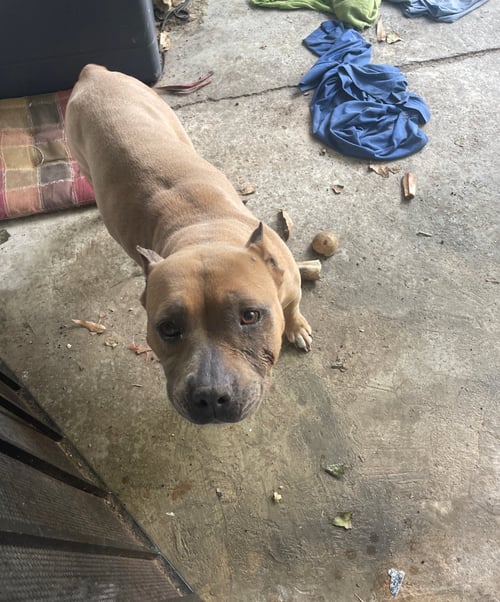 CUPCAKE - American Staffordshire Terrier / American Bulldog available for adoption