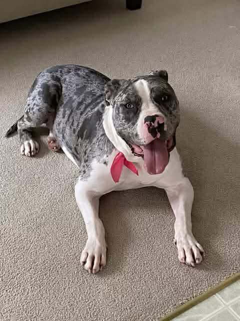 COOKIE - American Pit Bull Terrier / American Bulldog available for adoption
