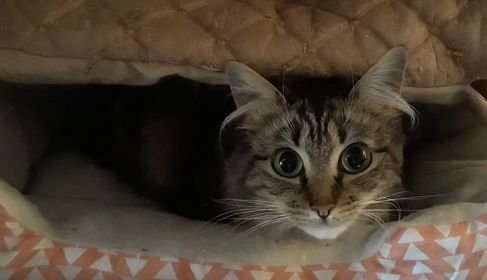 FLUFFY - Tabby available for adoption