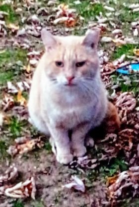 SUNNY - Domestic Short Hair available for adoption