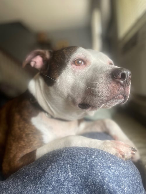 BUG - American Staffordshire Terrier / American Pit Bull Terrier available for adoption