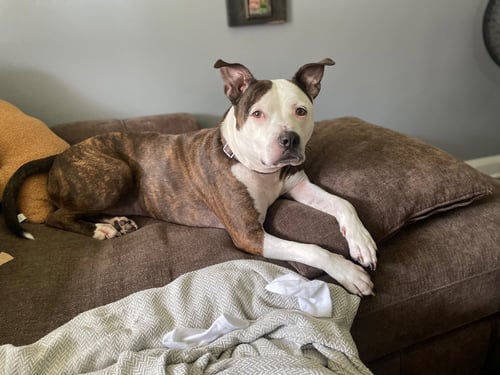 BUG - American Staffordshire Terrier / American Pit Bull Terrier available for adoption