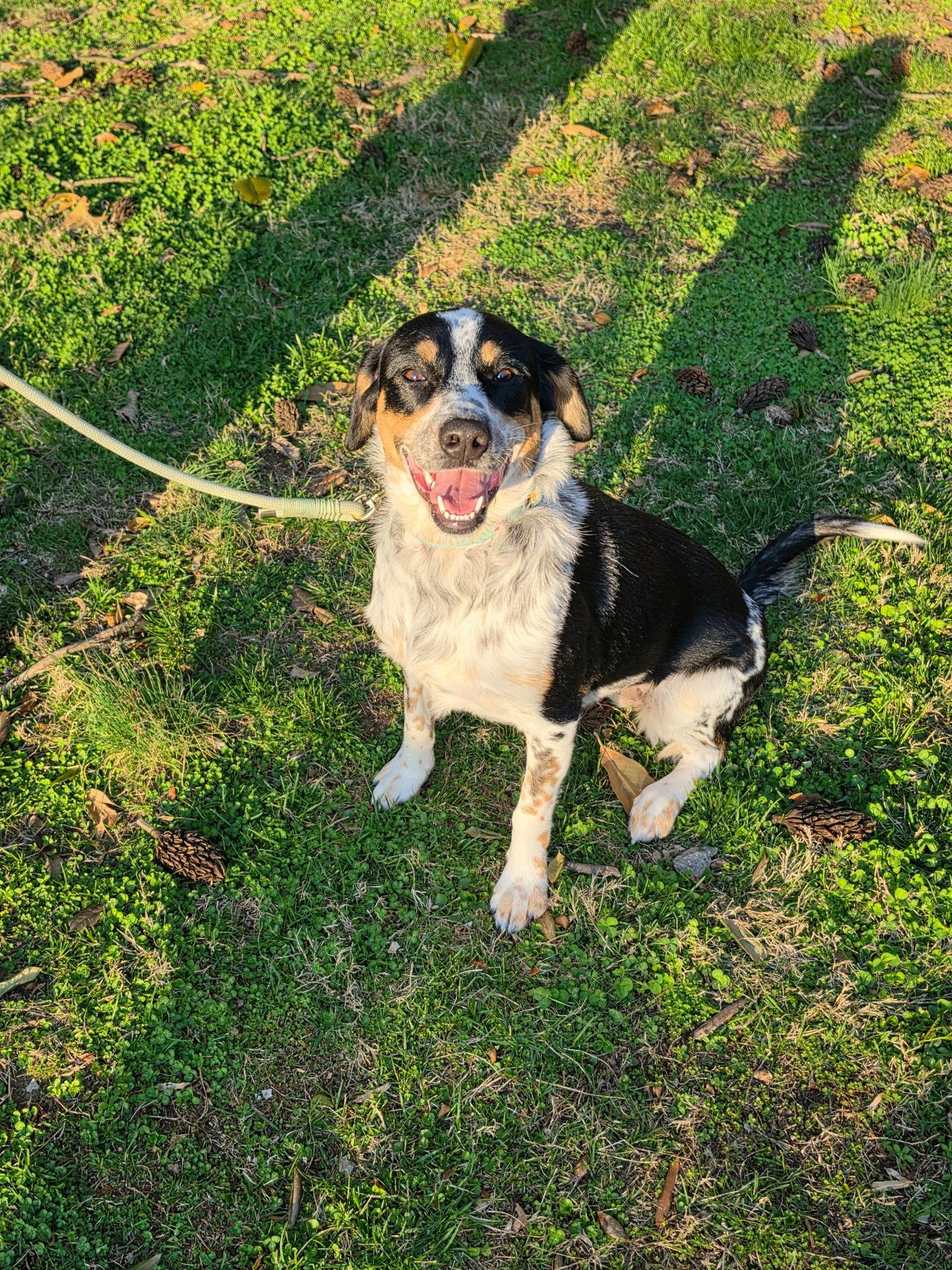 PEBBLES - Australian Cattle Dog/Blue Heeler / Poodle (unknown type) available for adoption