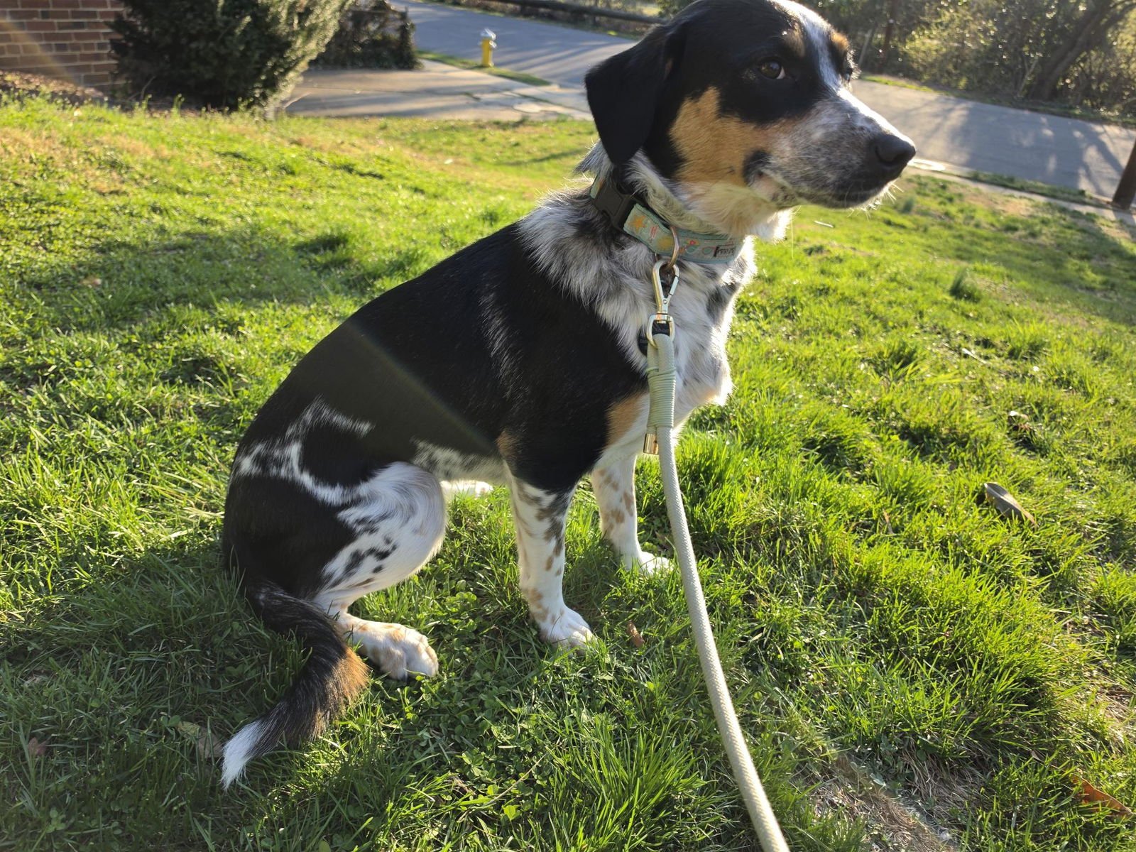 PEBBLES - Australian Cattle Dog/Blue Heeler / Poodle (unknown type) available for adoption