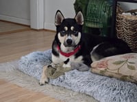 Koda - Photo 3