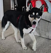 Koda - Photo 2