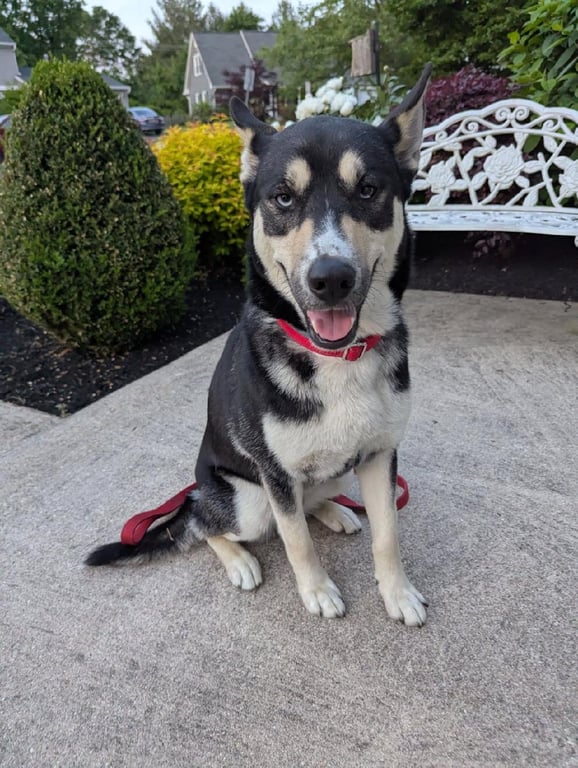 Koda Image