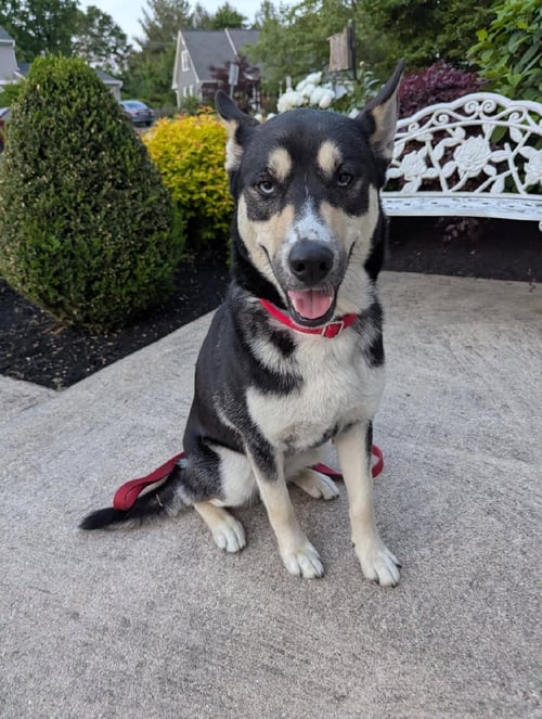 KODA - Shepherd / Husky available for adoption