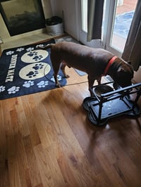 Caesar - Photo 3