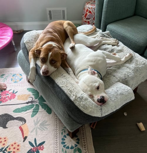 THOR - American Pit Bull Terrier / American Staffordshire Terrier available for adoption