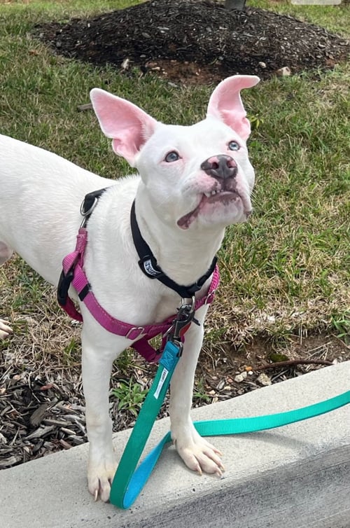 THOR - American Pit Bull Terrier / American Staffordshire Terrier available for adoption