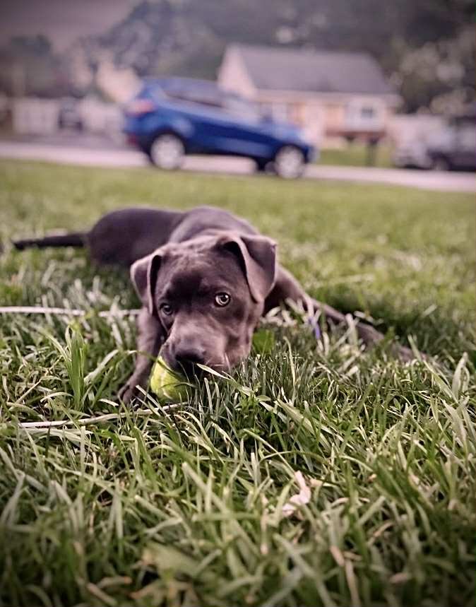 DIESEL - American Pit Bull Terrier / American Staffordshire Terrier available for adoption