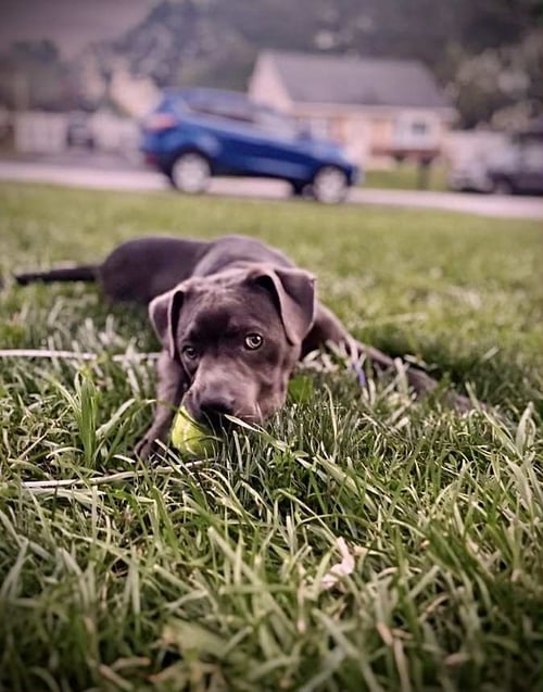 DIESEL - American Pit Bull Terrier / American Staffordshire Terrier available for adoption