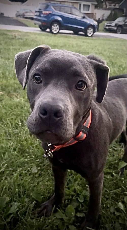 DIESEL - American Pit Bull Terrier / American Staffordshire Terrier available for adoption