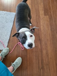 Petunia - Photo 18