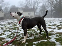 Petunia - Photo 12