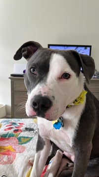 Petunia - Photo 16