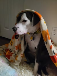 Petunia - Photo 17