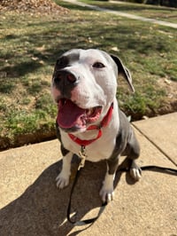 Petunia - Photo 19