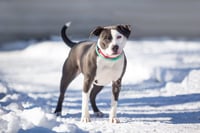 Petunia - Photo 11